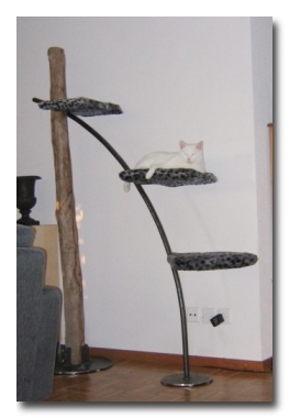 Katzenbaum